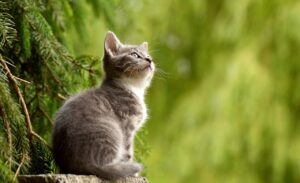 Cat Pregnancy Calculator showing estimated kitten due date
