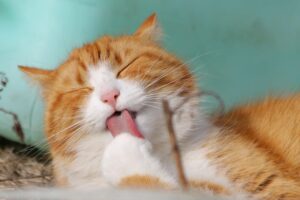 Cat due date calculator helping pet owners prepare for kittens