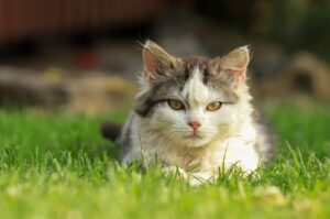 Cat name generator tool creating warrior cat generator names with prefixes and suffixes.