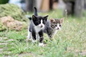 explaining cat to human years conversion for pet owners