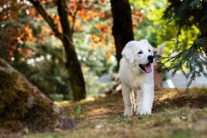 Dog name generator with pet name generator dog results and random dog name generator chart.