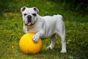 Canine pregnancy calculator with accurate dog due date tracker