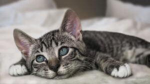 Random cat name generator with creative warrior cat names for fans and writers.