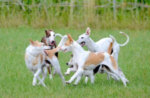 Dog pregnancy calculator showing due date for puppies