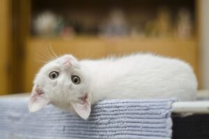 Cat gestation calculator tracking feline pregnancy stages