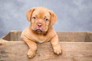Puppy pregnancy calculator and dog due date calculator tool