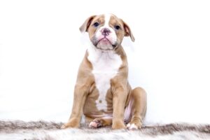 Pet name generator dog, random dog name generator