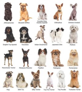 Dog breeds by photo tool showing accurate results for a mixed puppy