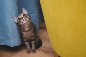 kitten calorie calculator and cat diet calculator helping owners plan daily meals and prevent overfeeding