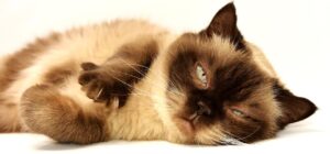Cat breed finder tool showing accurate breed match from a clear photo upload