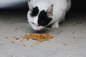 cat nutrition calculator with balanced protein and fat guide for a healthy feline diet