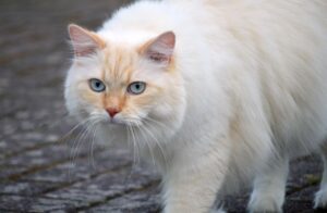Cat breed finder by picture used for adoption and feline health planning
