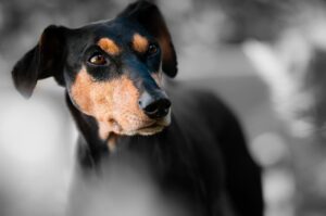 Dog breeds finder app helping owners identify dog traits and care needs