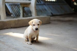 Goat milk for dogs as a natural alternative milk for dogs with sensitive stomachs