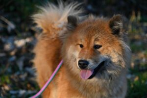 Dog species finder and dog type finder used for adoption and training guidance