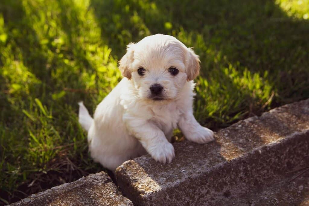 Raw goats milk for dogs offering probiotics and nutrients for strong immunity