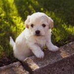 Goat Milk for Puppies: A Natural and Healthy Choice for Growing Dogs