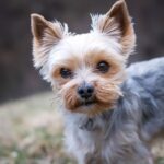 Yak Cheese for Dogs: A Healthy and Natural Chew Option