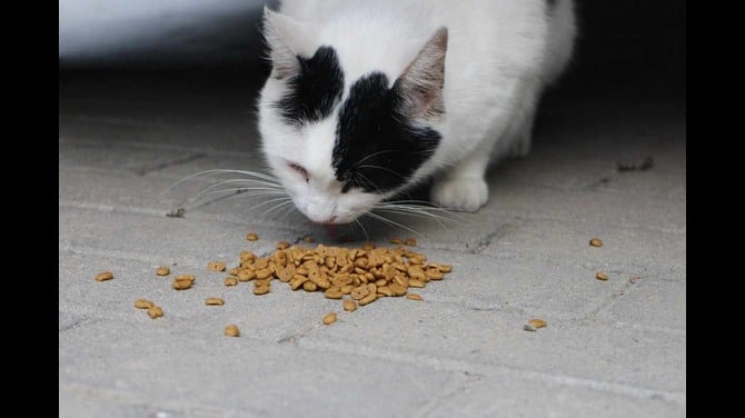 senior cat age guide chart